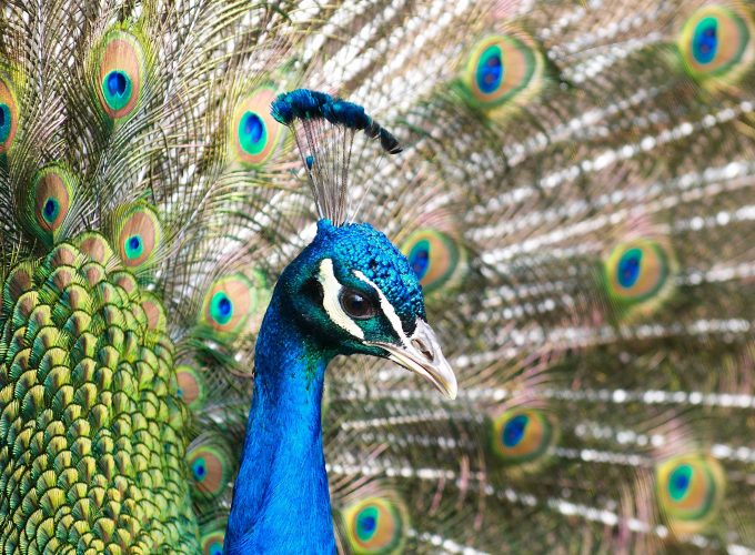 Wallpaper Peacock, feathers, Animals 243292321